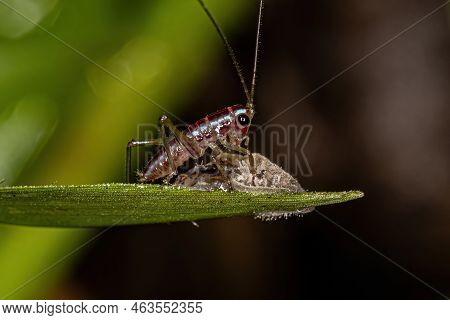 Small Common Meadow Katydid Nymph Of The Tribe Conocephalini