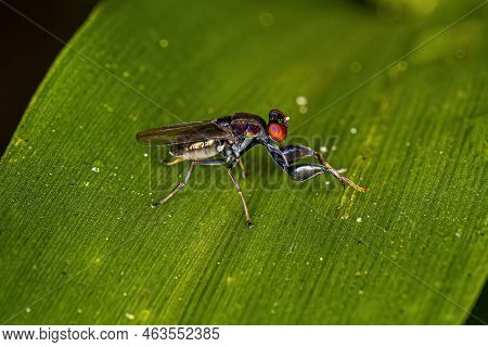 Adult Shore Fly Of The Genus Ochthera