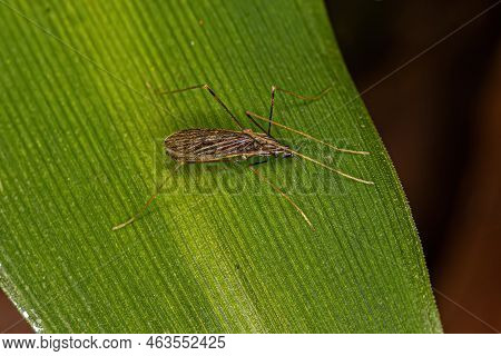 Adult Limoniid Crane Fly Of The Family Limoniidae
