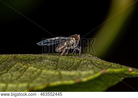 Adult Small Planthopper Of The Genus Bothriocera
