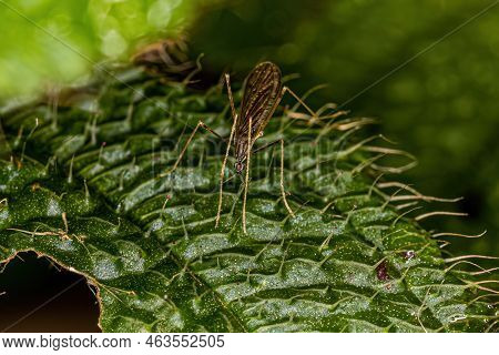 Adult Limoniid Crane Fly Of The Family Limoniidae