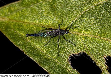 Adult Dark-winged Fungus Gnat Of The Family Sciaridae