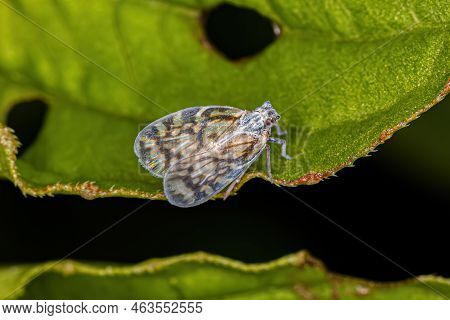 Adult Small Planthopper Of The Genus Bothriocera