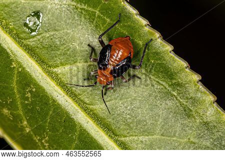 Plant Bug Nymph Of The Family Miridae