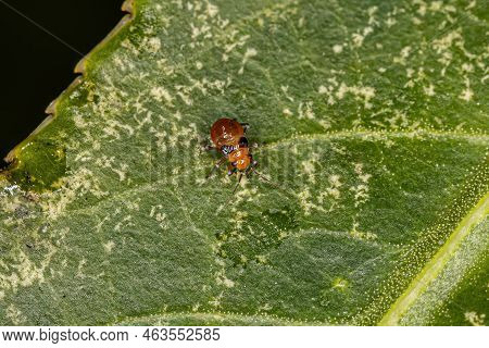 Plant Bug Nymph Of The Family Miridae