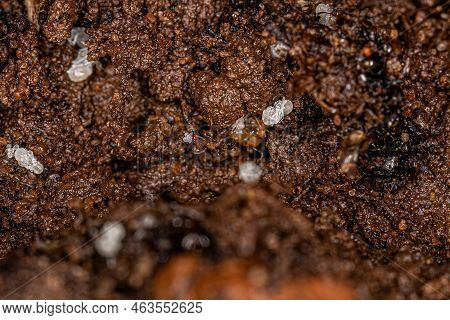 Small Adult Myrmicine Ants Of The Subfamily Myrmicinae