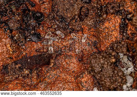 Small Adult Myrmicine Ants Of The Subfamily Myrmicinae