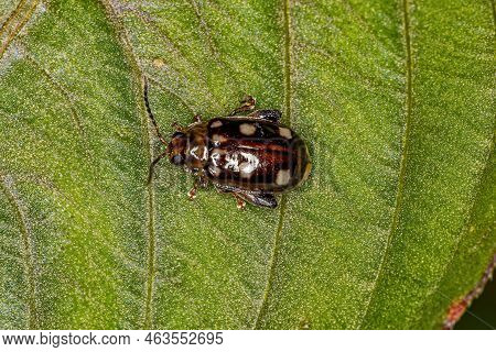 Adult Flea Beetle Of The Tribe Alticini