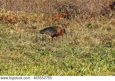 Buff Necked Ibis Of The Species Theristicus Caudatus