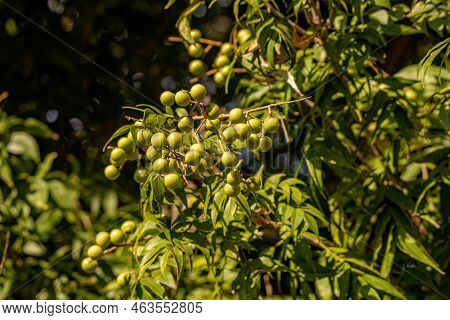 Wingleaf Soapberry Fruits Of The Species Sapindus Saponaria With Selective Focus