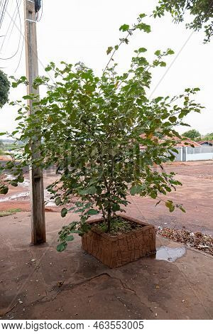 Flowering Plant Of The Species Solanum Paniculatum Commonly Known As Jurubeba A Nightshade Common In
