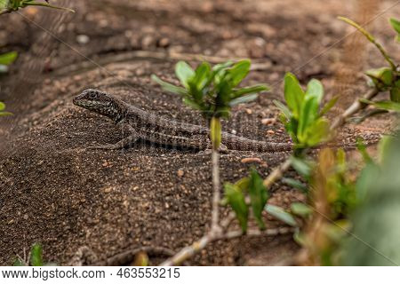Small Ground Lizard Of The Genus Tropidurus