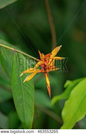 Flowering Angiosperm Plant Of The Species Heliconia Hirsuta