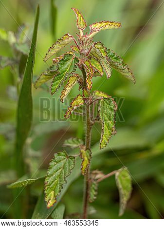 Small Angiosperm Plant Of The Family Malvaceae