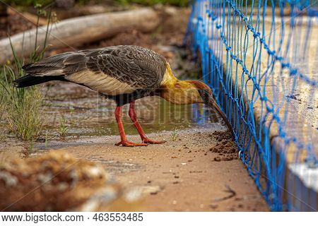 Buff Necked Ibis Of The Species Theristicus Caudatus