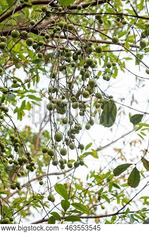 Tree With Fruits Called Mangaba Of The Species Hancornia Speciosa With Selective Focus