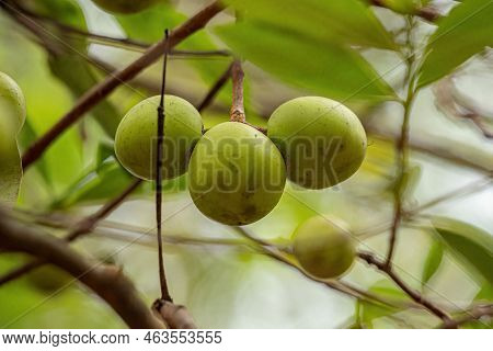 Tree With Fruits Called Mangaba Of The Species Hancornia Speciosa With Selective Focus