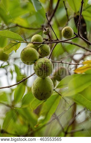 Tree With Fruits Called Mangaba Of The Species Hancornia Speciosa With Selective Focus