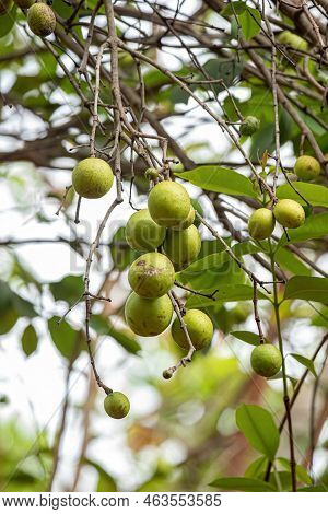 Tree With Fruits Called Mangaba Of The Species Hancornia Speciosa With Selective Focus