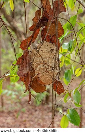 Nest Of Paper Wasps Of The Genus Protopolybia