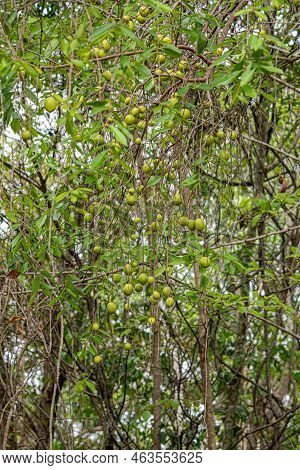 Tree With Fruits Called Mangaba Of The Species Hancornia Speciosa With Selective Focus