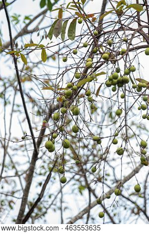 Tree With Fruits Called Mangaba Of The Species Hancornia Speciosa With Selective Focus