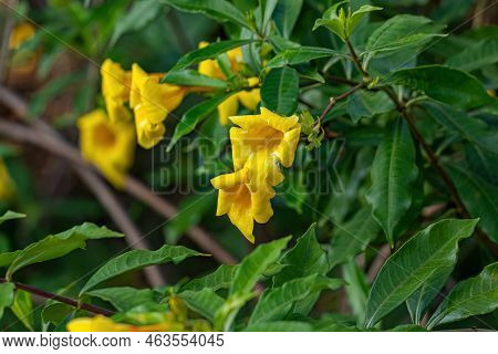 Allamanda Flowering Plant Of The Species Allamanda