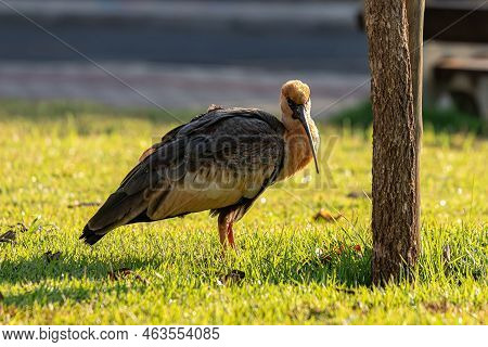 Buff Necked Ibis Of The Species Theristicus Caudatus