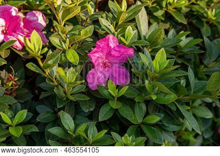 Azalea Flowering Plant Of The Genus Rhododendron