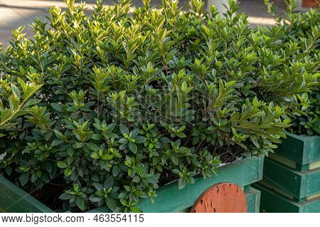 Azalea Flowering Plant Of The Genus Rhododendron