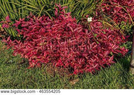 Ruby Leaf Plant Of The Species Alternanthera Brasiliana