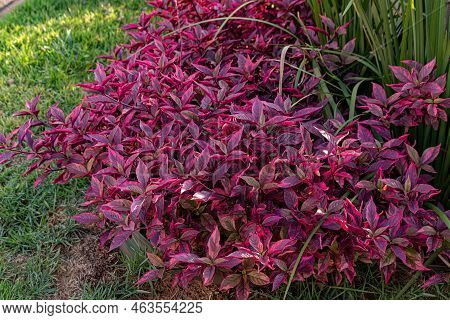 Ruby Leaf Plant Of The Species Alternanthera Brasiliana