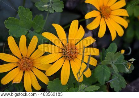 Beautiful Bushes Of Pale Yellow Flowers With Green Leaves And Growing In A Flower Bed Near The House