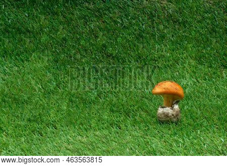 Green Grass Background With A King's Egg Next To It