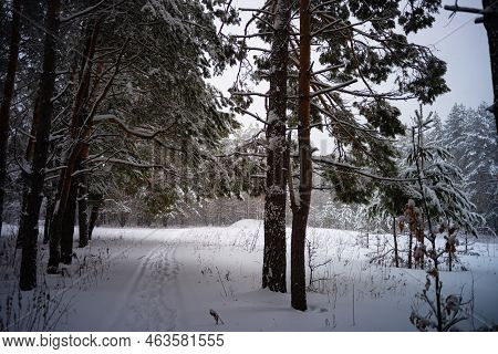 Winter In A Spruce Forest, Spruces Covered With White Fluffy Snow. Selective Focus.