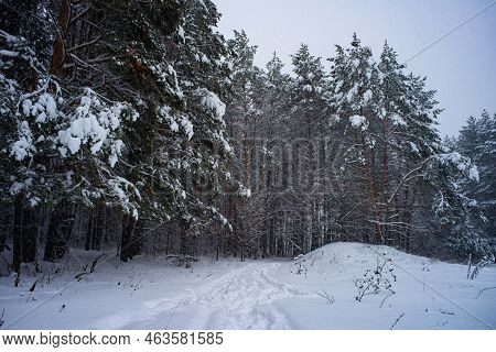 Winter In A Spruce Forest, Spruces Covered With White Fluffy Snow. Selective Focus.