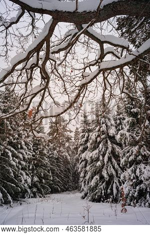 Oak Tree Forest With Snow In Winter
