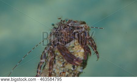 Striped Hermit Crab Or Rocky-shore Hermit Crab (pagurus Anachoretus) Extreme Close-up Undersea, Aege