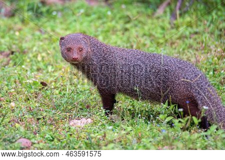Wild Ruddy Mongoose Or Urva Smithii In Wild