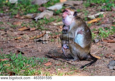 Sri-lankan Toque Macaque Or Macaca Sinica In Wild
