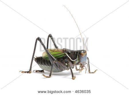 Konik polny - Gampsocleis Gratiosa