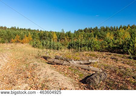 Autumn Forest Landscape. Photographed With A Smartphone.
