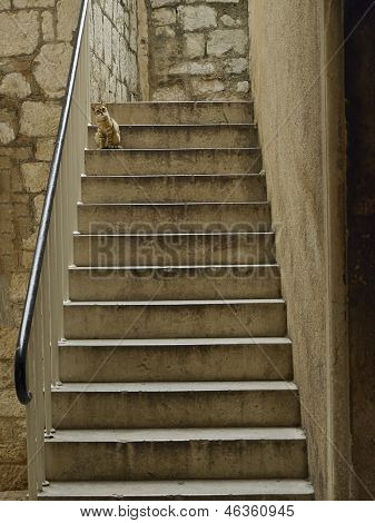Gatto sulle scale