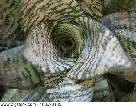 Sansevieria Hanni, Green Variegated Leaves, Top View, Use For Background.