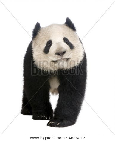 Panda géant (18 mois) - Ailuropoda Melanoleuca