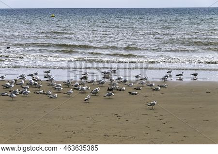 Group Of European Herring Gulls (larus Argentatus) On The Beach In Dymchurch, Kent, United Kingdom