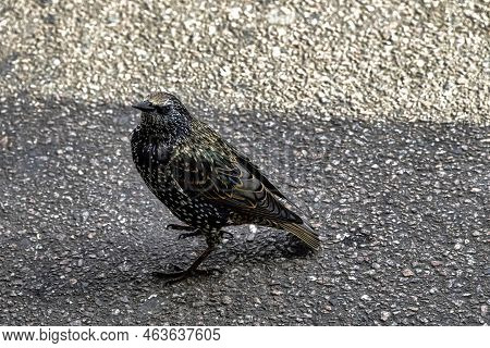 European Or Common Starling (sturnus Vulgaris) In United Kingdom