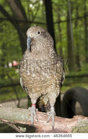 KEA