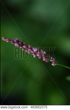Creeping Smartweed Flowers. Polygonaceae Annual Weed. From June To November, Reddish-purple Florets 