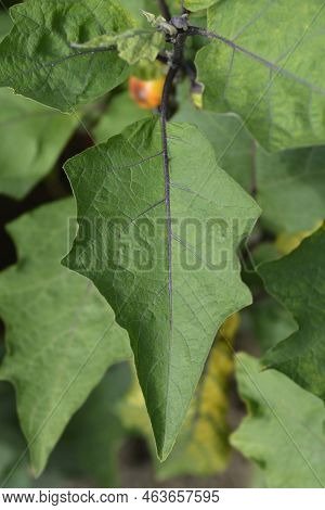 Bitter Tomato Green Leaf In The Autumn